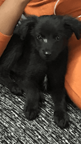 5 weeks Pomeranian mixed breed puppy