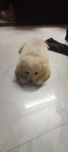 Pure Pomeranian puppy