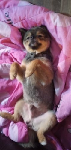 1 1/2 yr old Pomeranian