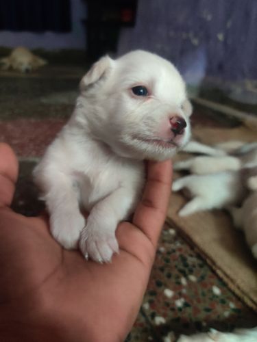 5 Male Puppies 20 days old