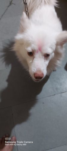 For sell 1yr male Pomeranian