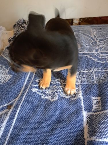 Pomchi puiess shot and dewormed