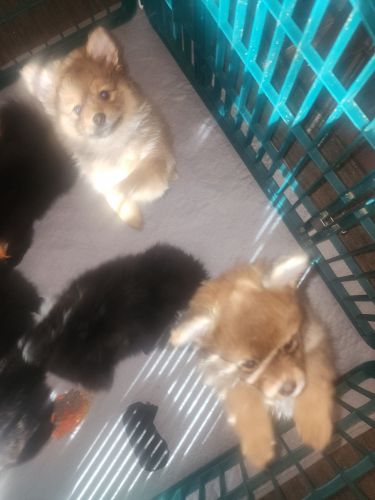 6 puppies for sale
