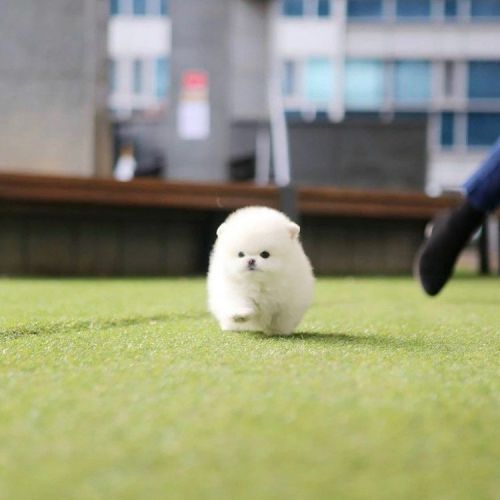 Pomeranian puppy for sale