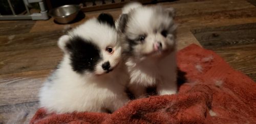 Pomeranian puppies