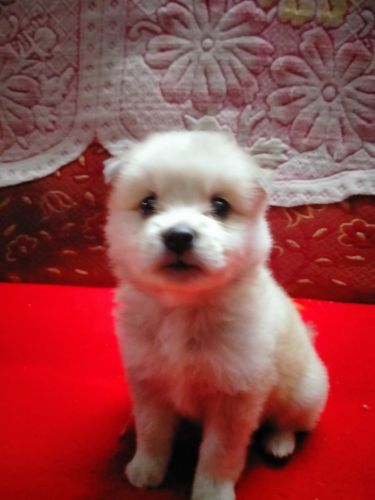 Pom Puppies For Sale