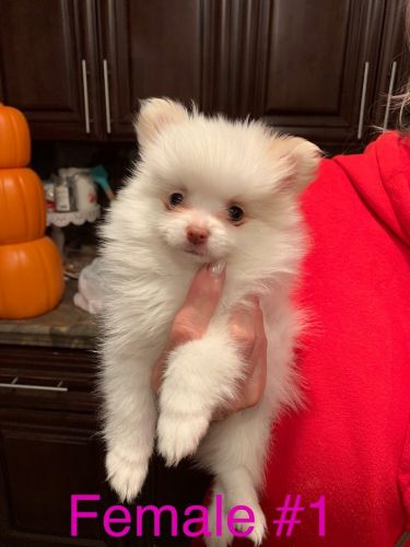 White Pomeranian Puppies