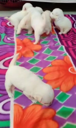 Pomeranian puppies for sale.