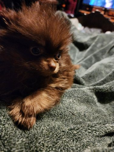 Champion akc pomeranians