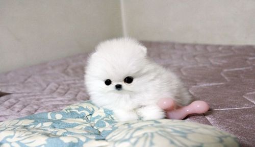 Teacup pomeranian puppies