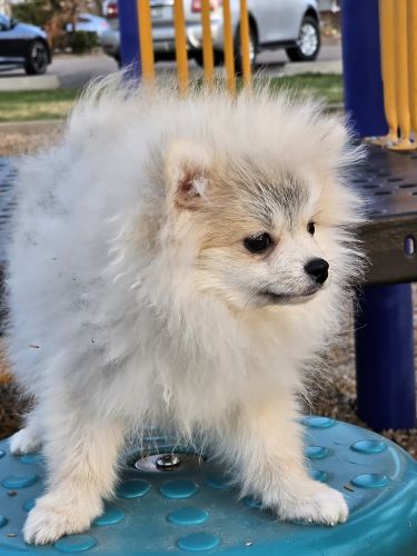 Pomeranian