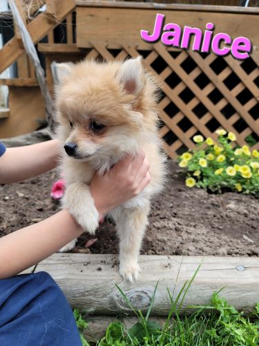 Purebred Pomeranian female puppy born march 23, 2023. Call *** *** ***