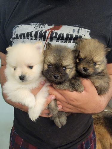 Pomeranian puppies