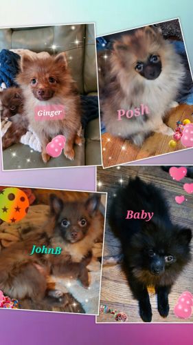 Who has LuvFor Poms?