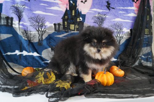 CKC Pomeranian: CHRISTIE BARBIE; Female