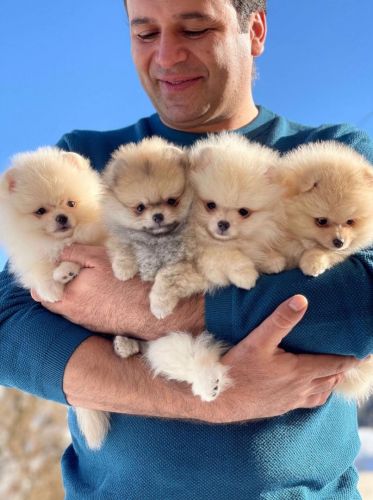 Top Quality Registered Pomeranian pups