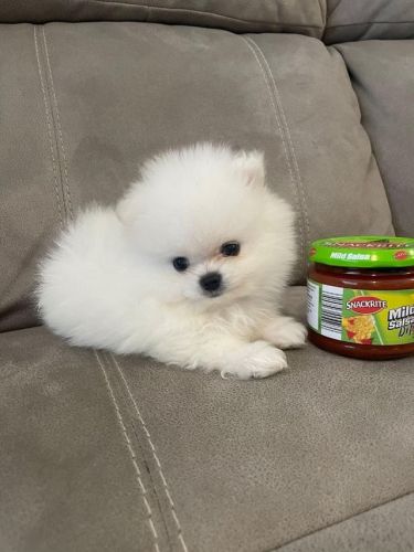 2 beautiful miniature Pomeranians