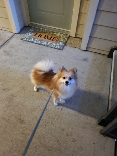 Male Pomeranian