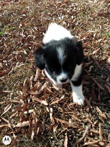 Pomeranian cocker mix boys