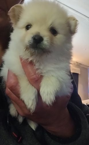Pomariania puppies