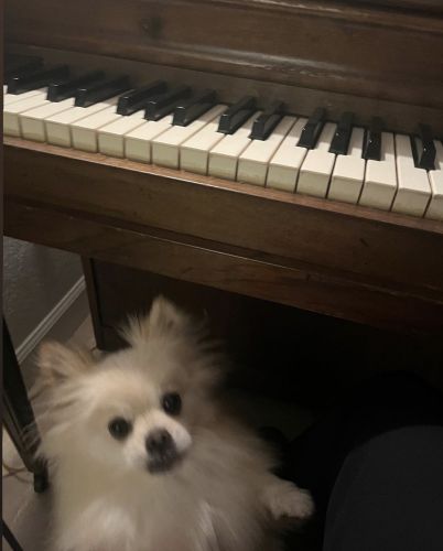 Teacup pomeranian needs a new home