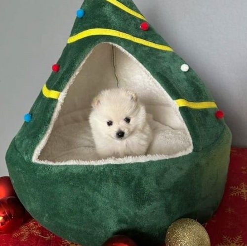 Quality Pomeranian puppies