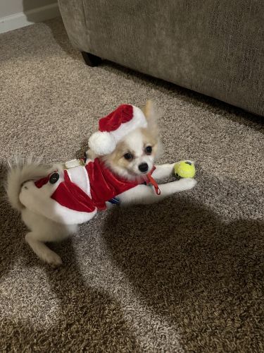 Pomeranian male AKC puppy