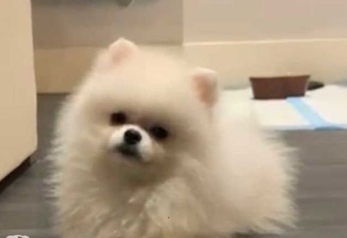 Tiny ice white teddy bear Poms