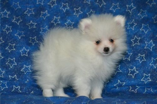 Pomeranian Puppies