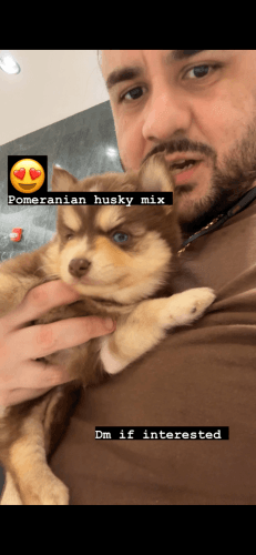 Pomeranian husky mix
