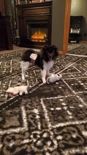 7 month old pomeranian