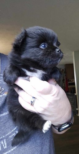 DBR Registered Pomchi Male