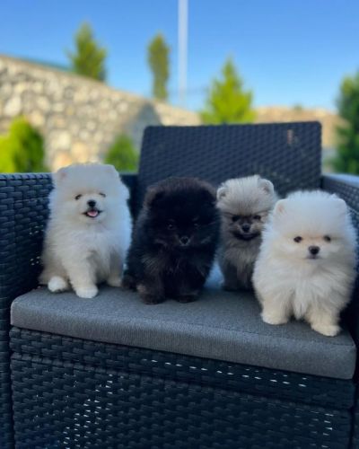 Adorable Pomeranian Puppies