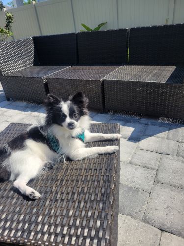 Pongo 5 month old pomeranian