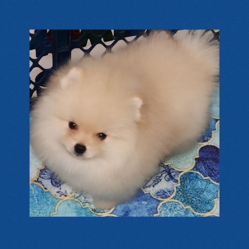 AKC POMERANIAN PUPPIES