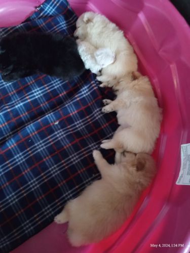 Pomeranian puppy for sale