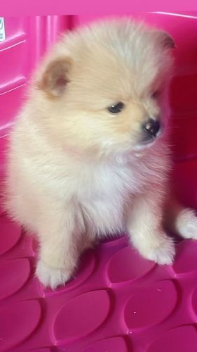 Pure Breed Pomeranian Puppies for sale