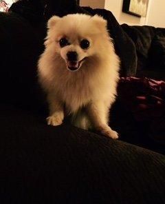 M/F Pomeranian Puppies for sale,