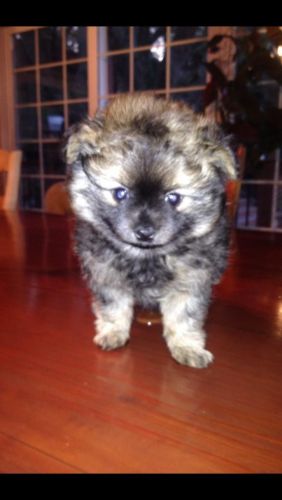 Female Pomchi puppy