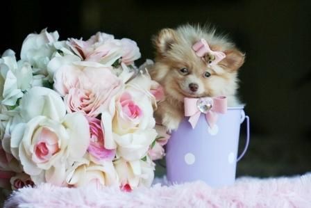 Beautiful Teacup and Tiny Poms