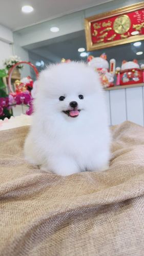 Fluffy Pomenerian puppies for adoption and sale