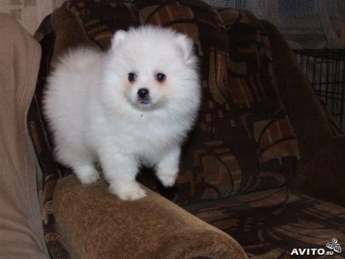 Adorable Pedigree Pomeranian Puppies