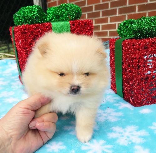 CKC Pomeranian: CARINA Text Me ***