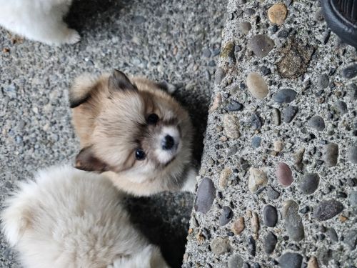 Cute pomeranians