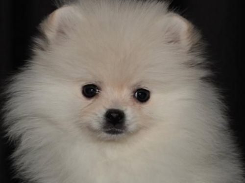 Well Trained Pomeranian Puppies