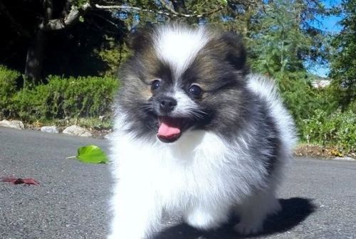 Aca Pomeranian Puppy - 13 Weeks Old
