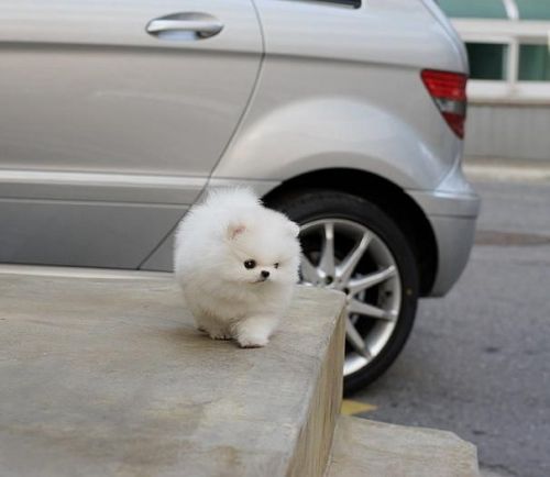 Quality POMS in Arkansas