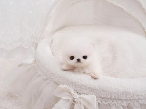 Priceless White Pomeranian(***) ***-***9