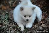 lovely pom puppy