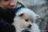 baby pomeranian for lovely family